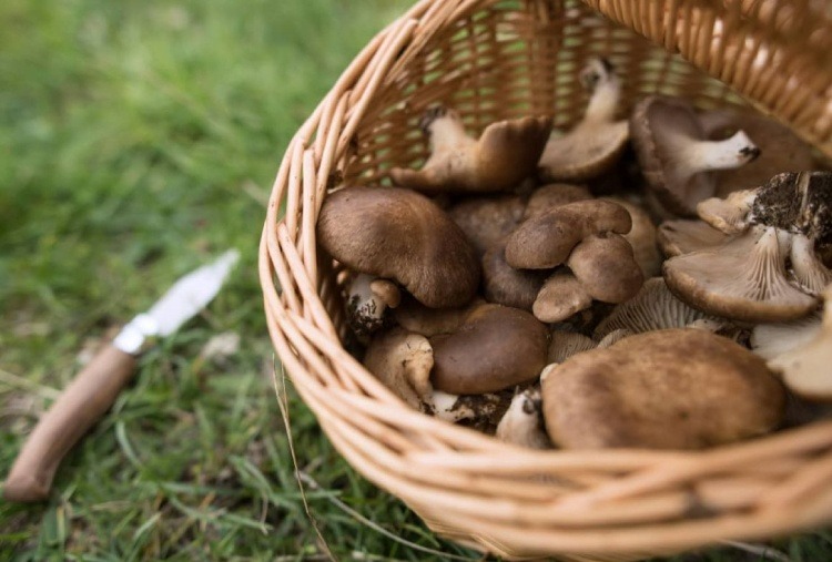 A Terlizzi corso di formazione per il riconoscimento dei funghi